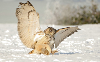 Bird snow wings spread sharp - sharp claw free wallpaper