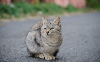 Sad cat outdoor blurry depth - a sad look free wallpaper