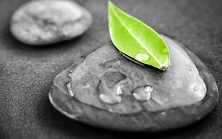 Leaf rock water droplets coin - the ground next free wallpaper