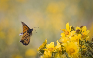 Butterfly yellow flower field macro - yellow flower free wallpaper