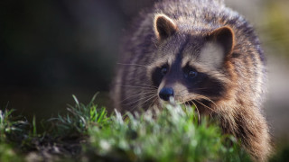Raccoon grass primivitism photorealistic nature - primitivism free wallpaper