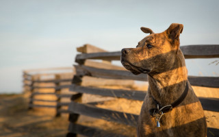 Shiba inu wooden fence outdoor - a wooden fence free wallpaper