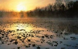 Lake water lilies sunset forest - charles ragland bunnell free wallpaper