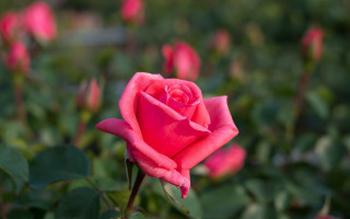 Pink rose blooming field green - rose free wallpaper