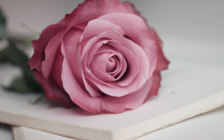Pink rose white shelf art - a pink rose free wallpaper