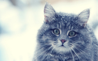 Cat snowy sad impressionism winter - winter free wallpaper for desktop