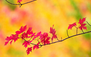 Branch red leaves autumn blurry - a blurry background of leaves free wallpaper