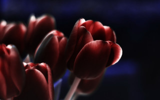 Red flowers vase water blurry - a vase free wallpaper