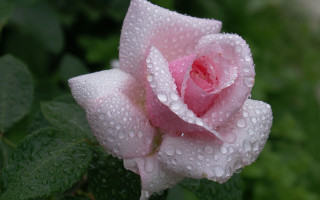 Pink rose water droplets macro 25 - green foliage free wallpaper