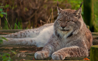 Large gray white cat laying - closed free wallpaper