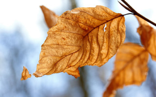 Leaf branch autumn macro blue 2 - boetius adamsz bolswert free wallpaper
