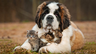 Dog kitten grass microscopic award - one cat free wallpaper