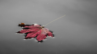 Leaf floating hook aurora starry - a hook free wallpaper