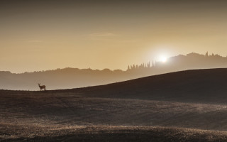 Lone animal hill sunset sun - animal free wallpaper