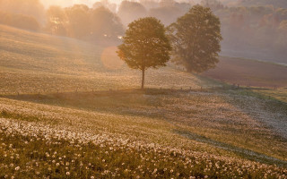 Romantic landscape tree path sunset - a sun free wallpaper