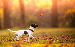 Dog playing leaf autumn sunset - the fall time free wallpaper