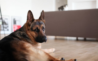 German shepherd curious laying outdoors - curious free wallpaper