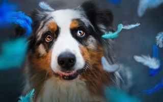 Dog blue feathers surprised animal - autodestructive art free wallpaper