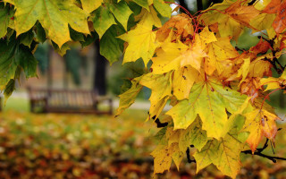 Autumn leaves green bench blurry - the middle of a field free wallpaper