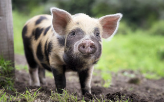 Small pig dirt grass trees - free animals wallpaper