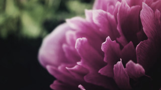 Pink flower macro shallow depth 5 - a blurry background of leaves and grass free wallpaper