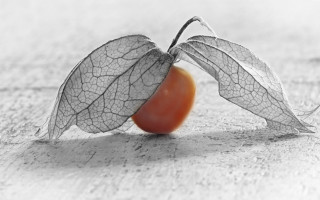 Leaf cherry table white background - a white background free wallpaper for desktop
