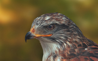 Bird prey closeup openmouth sharpteeth - a blurry background of trees and bushes free wallpaper
