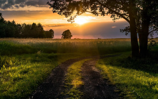 Dirt road field tree sunset 2 - a dirt road in a field free wallpaper