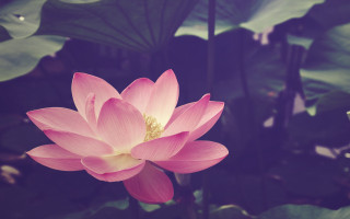 Pink lotus green leaves blue - chang daichien free wallpaper