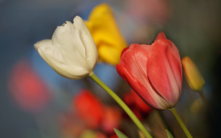Flower closeup vase macro shallow - dirck van der lisse free wallpaper