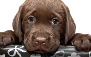 Puppy pillow bow sad cute - a pillow free wallpaper