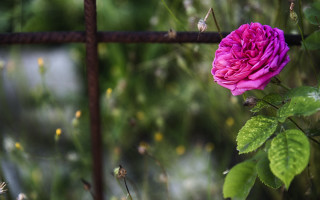Pink rose fence garden bokeh - ann thetis blacker free wallpaper