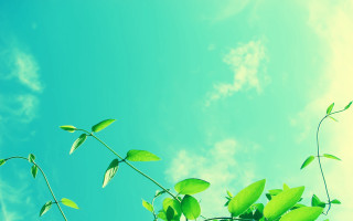 Green bamboo leaf branch sky - a green stem in the foreground free wallpaper