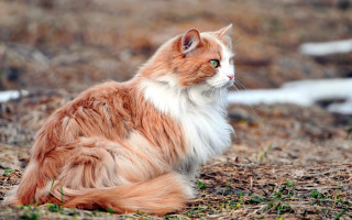 Orange cat blurry background green - expressionism free wallpaper