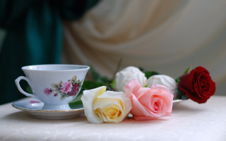 Cup saucer roses blurry stilllife - a still life free wallpaper