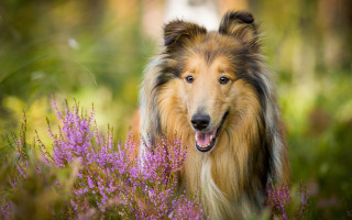 Dog flower field blurry background 2 - tongue free wallpaper
