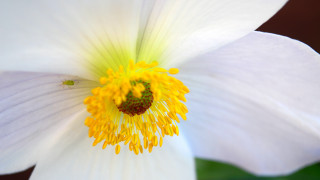White flower macro sunflower yellow - macro photography free wallpaper