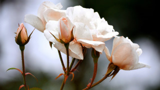 Flower roses macro naturalism blurry - rose free wallpaper