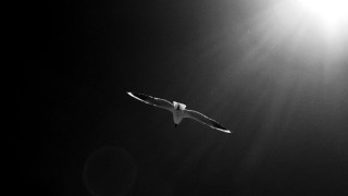 Bird sunshine clouds anamorphic flare - the cloud above free wallpaper