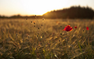 Red flower sunset field impressionist - single free wallpaper