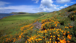 Flower field hillside water sky - a hillside free wallpaper