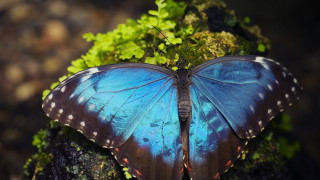 Blue butterfly mossy surface vivid - white spot free wallpaper