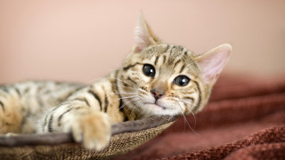 Small kitten bed pillow blue - a small kitten free wallpaper