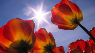 Flowers sun clouds orange halloween - the sun in the background free wallpaper