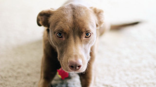 Brown dog sad toy shiba - cassius marcellus coolidge free wallpaper