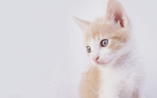 Small kitten blue eyes white 2 - a white wall behind free wallpaper