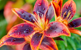 Flower water droplets macro blurry 12 - petal free wallpaper