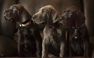 Three dogs couch upward gaze - their ear free wallpaper