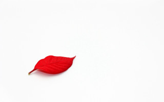 Red leaf minimalist gradient reflection - minimalist free wallpaper