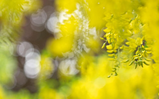 Yellow flower field autumn impressionism - impressionism free wallpaper